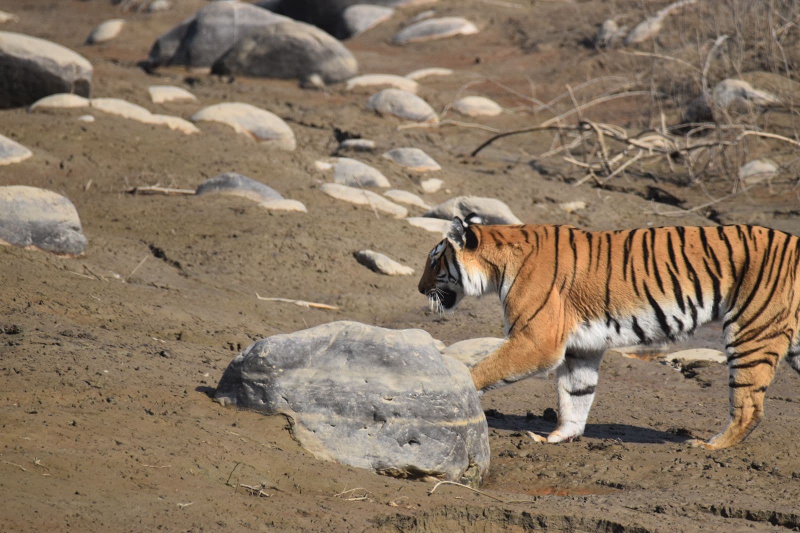 Tiger Near Ramganga River