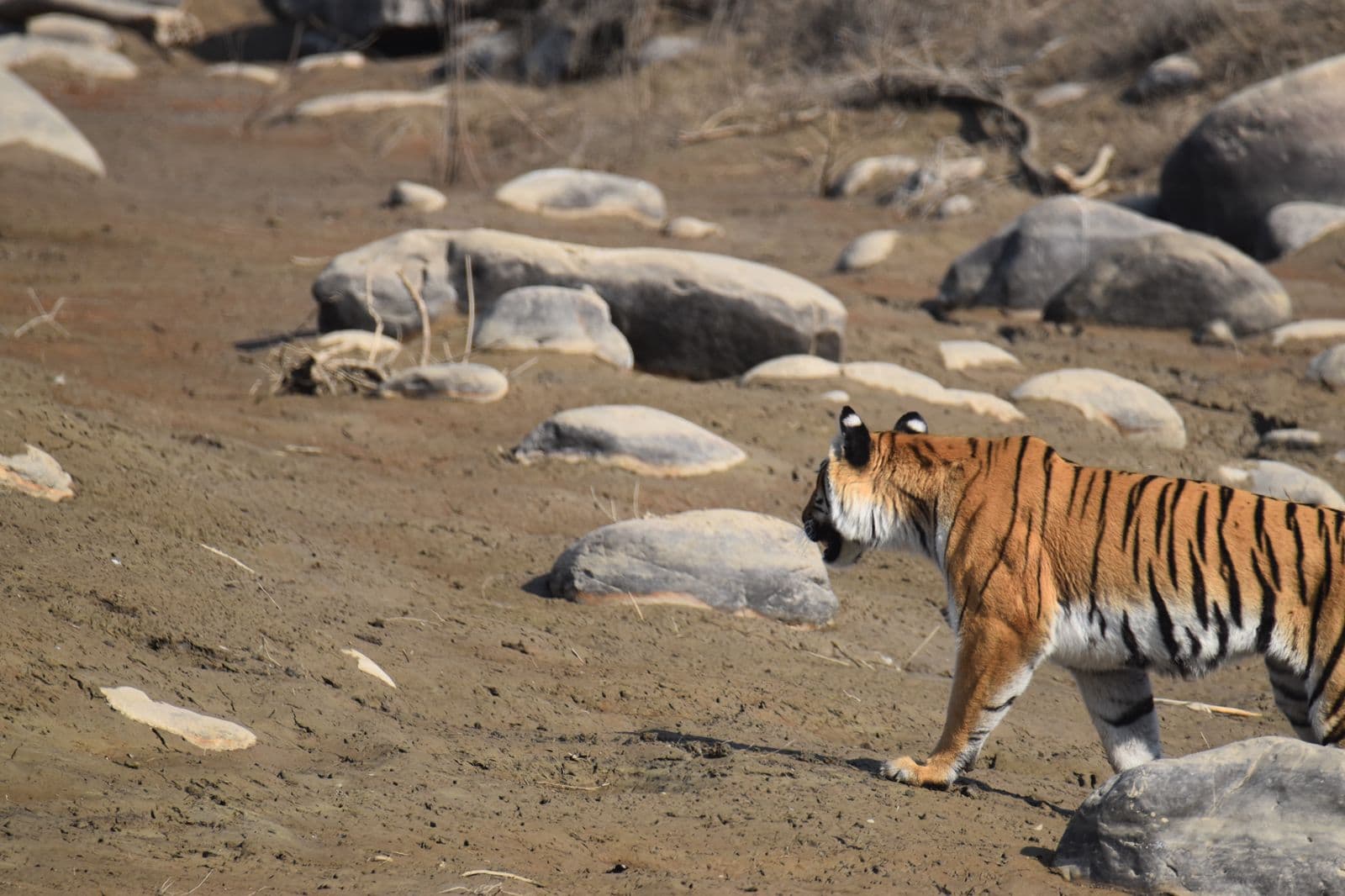 Jim Corbett Tiger Safari